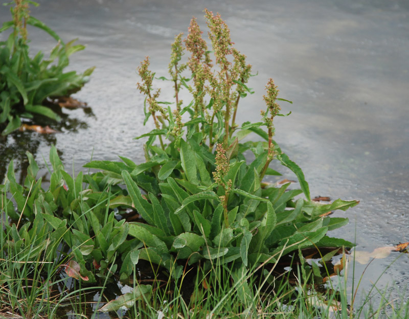 Image of Rumex schischkinii specimen.