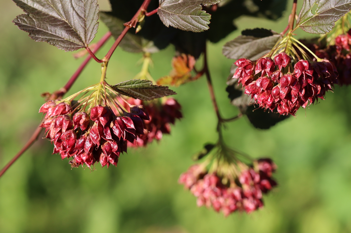 Изображение особи Physocarpus opulifolius.