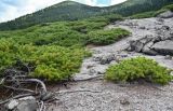 Pinus pumila. Вегетирующие растения. Курильские о-ва, о-в Кунашир, вулкан Менделеева, ≈ 600 м н.у.м., каменистый склон. 21.08.2022.