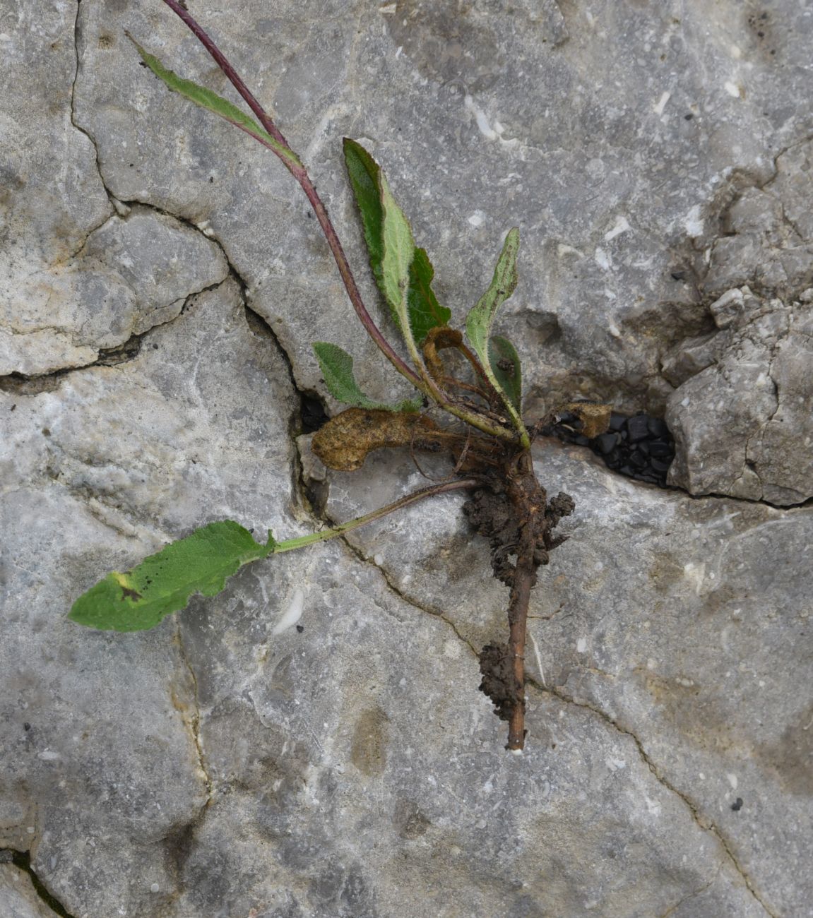 Image of Campanula collina specimen.