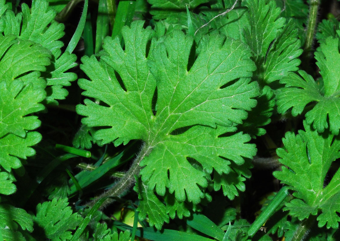 Изображение особи Geranium pusillum.