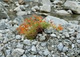 Saxifraga aizoides. Цветущее растение. Кольский полуостров, горы Хибины, обмелевшее русло руч. Лявойок, песчано-каменная россыпь. Август.