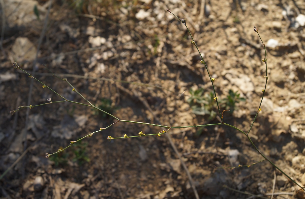 Image of Bupleurum asperuloides specimen.