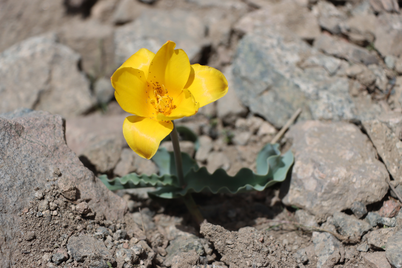 Изображение особи Tulipa dubia.