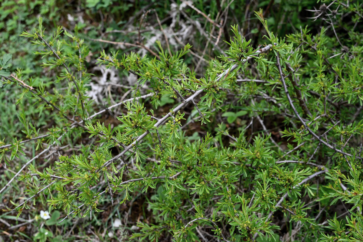 Image of Rhamnus erythroxyloides specimen.