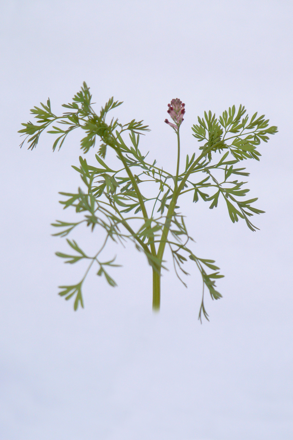 Image of genus Fumaria specimen.