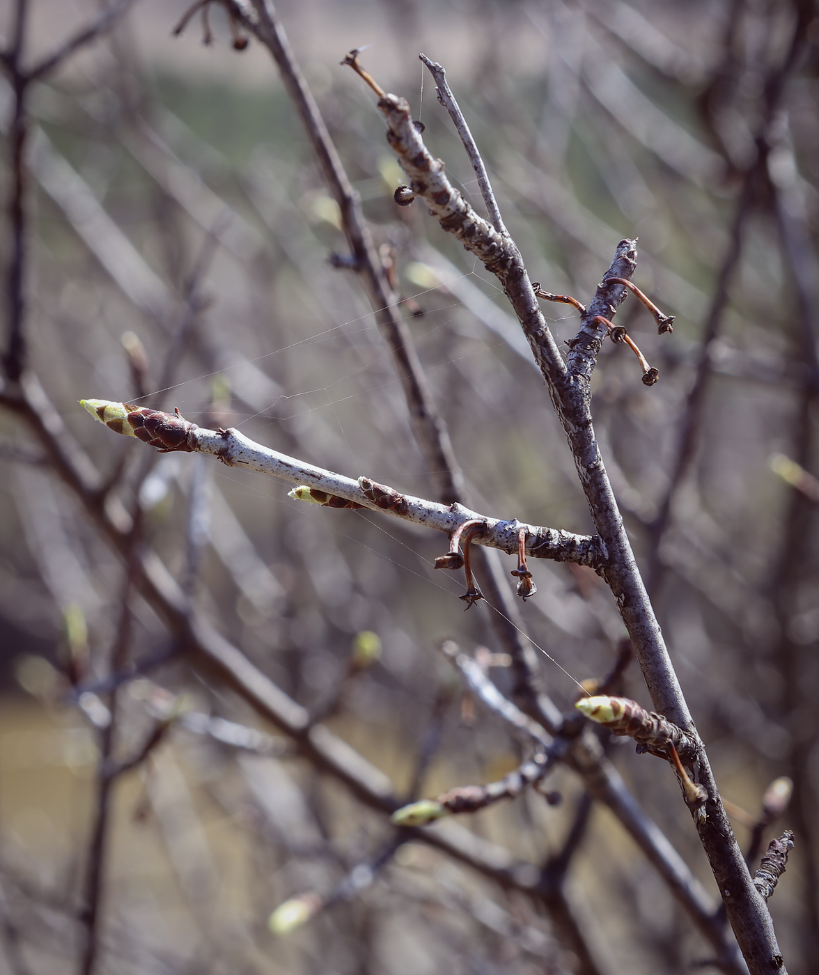 Изображение особи Rhamnus cathartica.