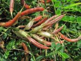 Astragalus demetrii. Соплодие. Краснодарский край, окр. г. Армавир, степной склон. 06.05.2023.