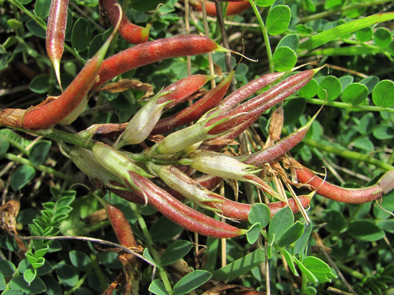 Image of Astragalus demetrii specimen.