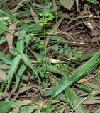 Phyllanthus rotundifolius