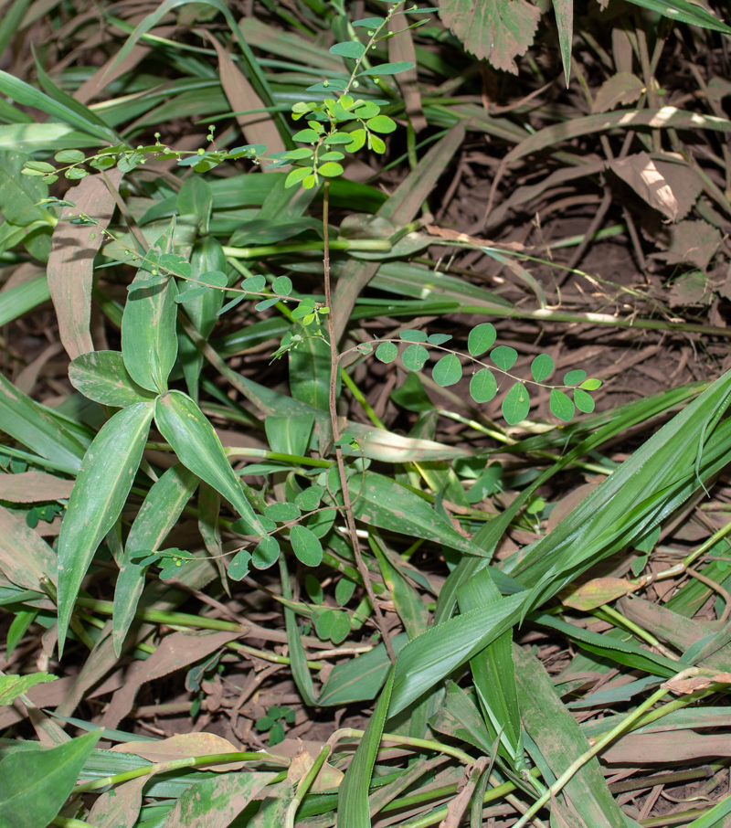 Изображение особи Phyllanthus rotundifolius.