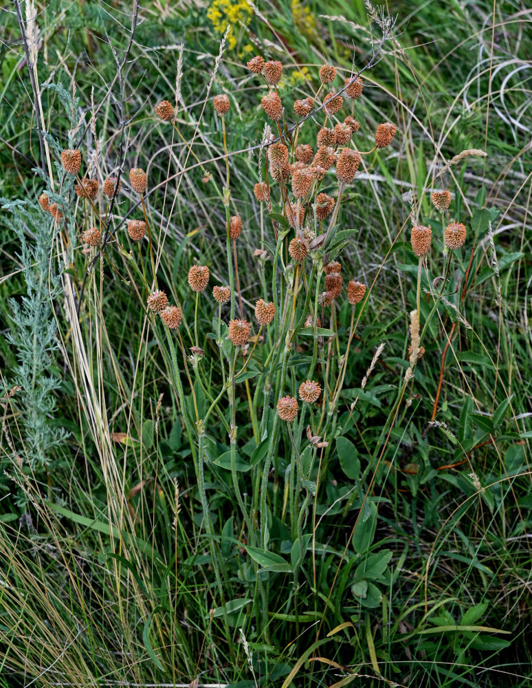 Изображение особи Trifolium montanum.