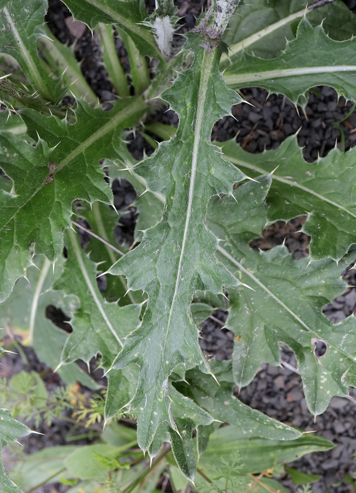 Изображение особи Carduus acanthocephalus.