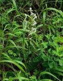 Platanthera chlorantha. Верхушка цветущего растения. Грузия, Самцхе-Джавахети, национальный парк \"Боржоми-Харагаули\", смешанный лес. 11.06.2023.