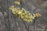 Asclepias subulata