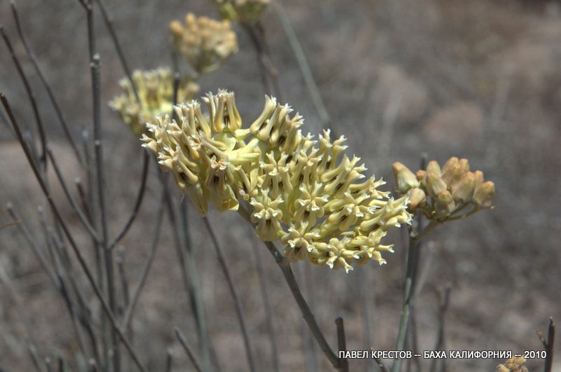 Изображение особи Asclepias subulata.