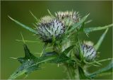 Cirsium vulgare. Развивающиеся соцветия и лист. Московская обл., Раменский р-н, окр. дер. Хрипань, садовый участок. 04.08.2023.