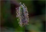 Phleum pratense