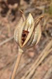 Tulipa dasystemon. Вскрывшийся плод. Узбекистан, Наманганская обл., Кураминский хр., Ангренское плато между двумя тоннелями пер. Камчик, выс. ок. 2200 м н.у.м., каменистый склон. 14.07.2021.