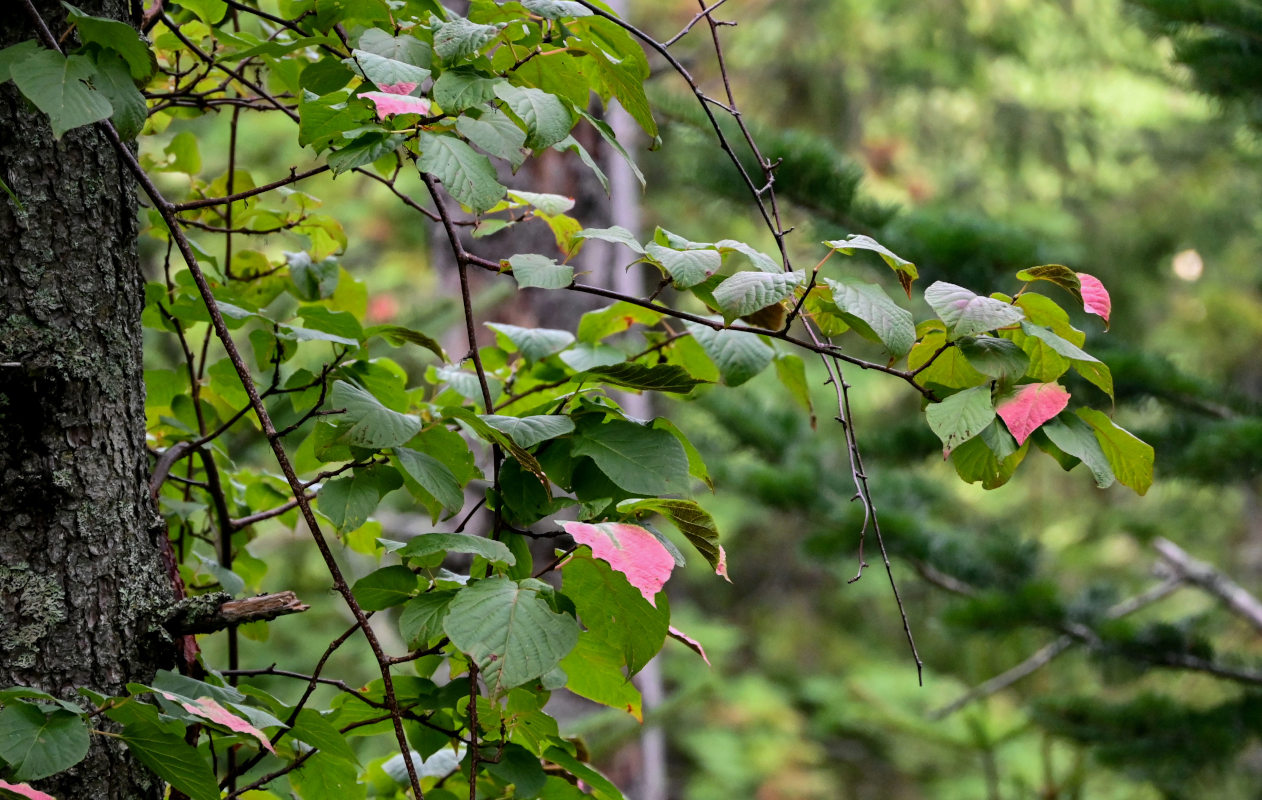 Image of Actinidia kolomikta specimen.