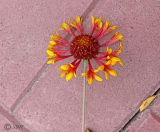 Gaillardia aristata