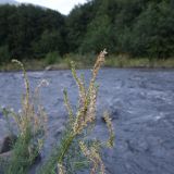 Myricaria bracteata. Верхушка плодоносящего растения. Чечня, Шаройский р-н, окр. с. Химой, левый берег р. Шароаргун. 08.08.2023.