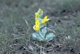 Corydalis sewerzowii. Цветущее растение. Южный Казахстан, предгорья хр. Боролдайтау, окрестности с. Балыкчи. 18.03.2003.