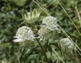 Astrantia major. Верхушка побега с соцветиями. Испания, автономное сообщество Каталония, провинция Жирона, комарка Рипольес, муниципалитет Сеткасес, окр. н.п. Сеткасес, ≈1300 м н.у.м., верховья р. Тер, небольшая пересыхающая излучина, высокотравные заросли. 27.07.2021.