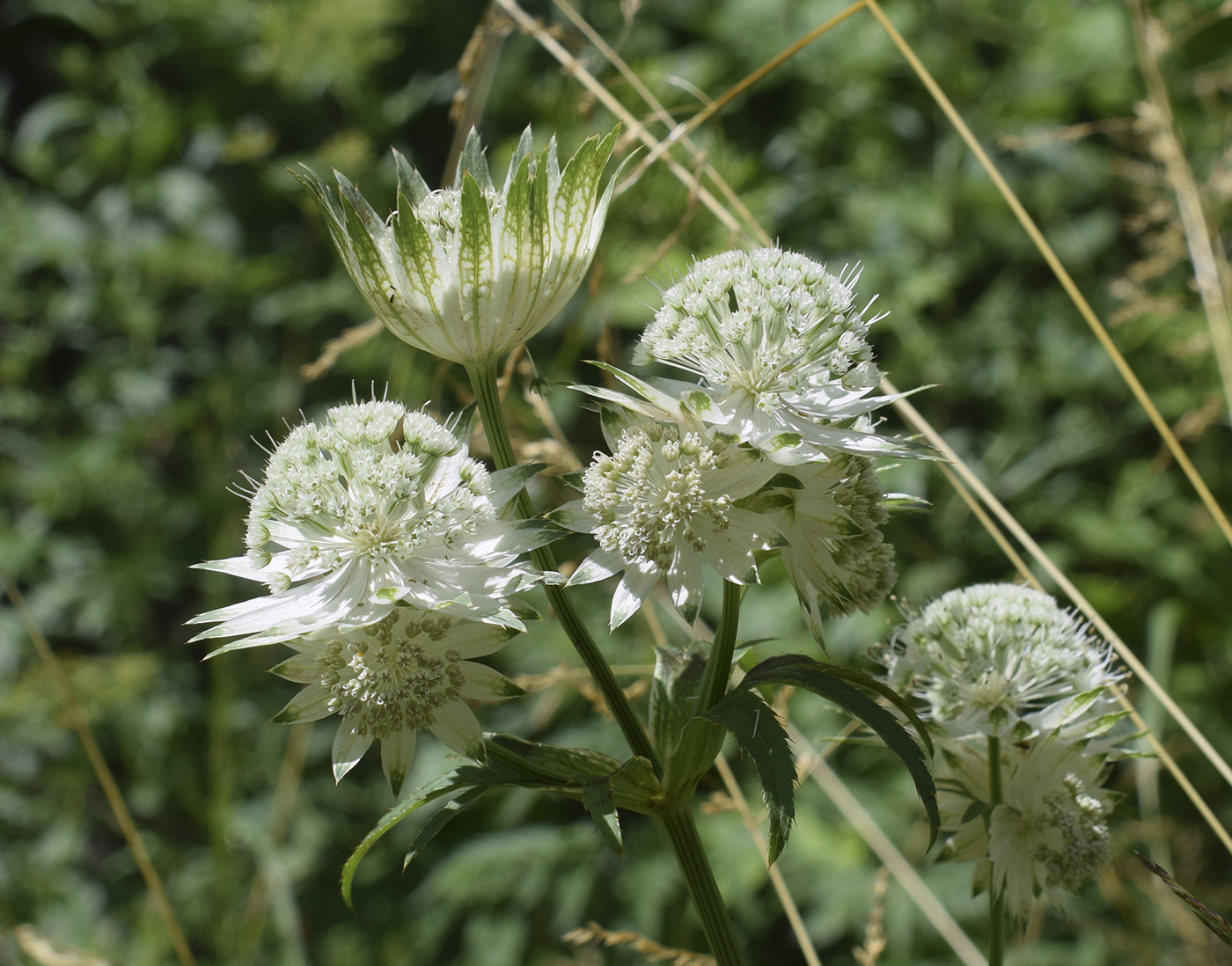 Изображение особи Astrantia major.