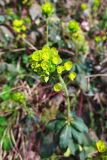 Euphorbia amygdaloides. Общее соцветие. Краснодарский край, городской округ Сочи, Хостинский р-н, крутой склон у дороги к Орлиным скалам, широколиственный лес. 17.03.2023.