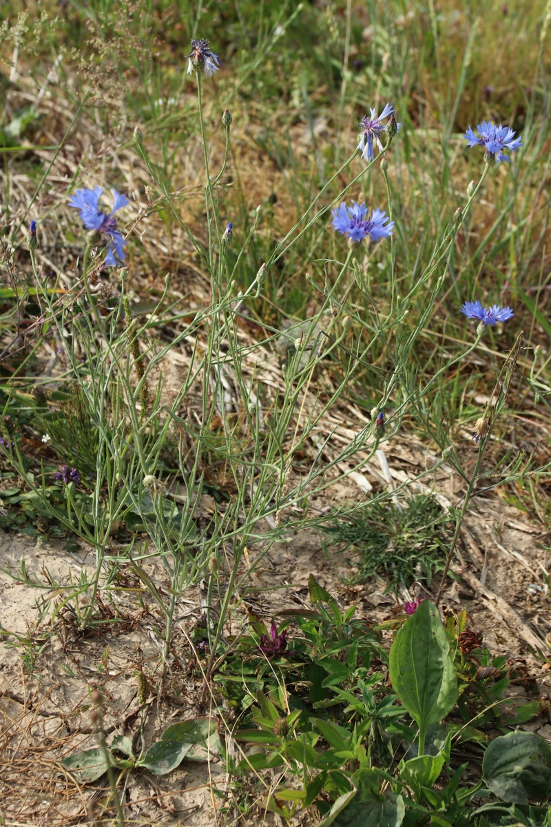 Image of Centaurea cyanus specimen.