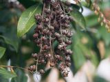 Pieris japonica. Прошлогоднее сухое соплодие с осыпавшимися плодами. Краснодар, парк \"Краснодар\", Японский сад, в культуре. 01.01.2024.