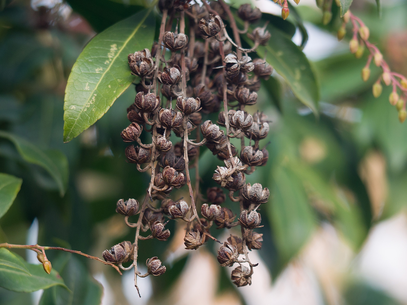 Image of Pieris japonica specimen.