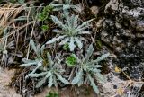 Salvia canescens. Вегетирующие растения в сообществе с Sedum. Дагестан, Гунибский р-н, Салтинская теснина, на скале. 02.05.2022.