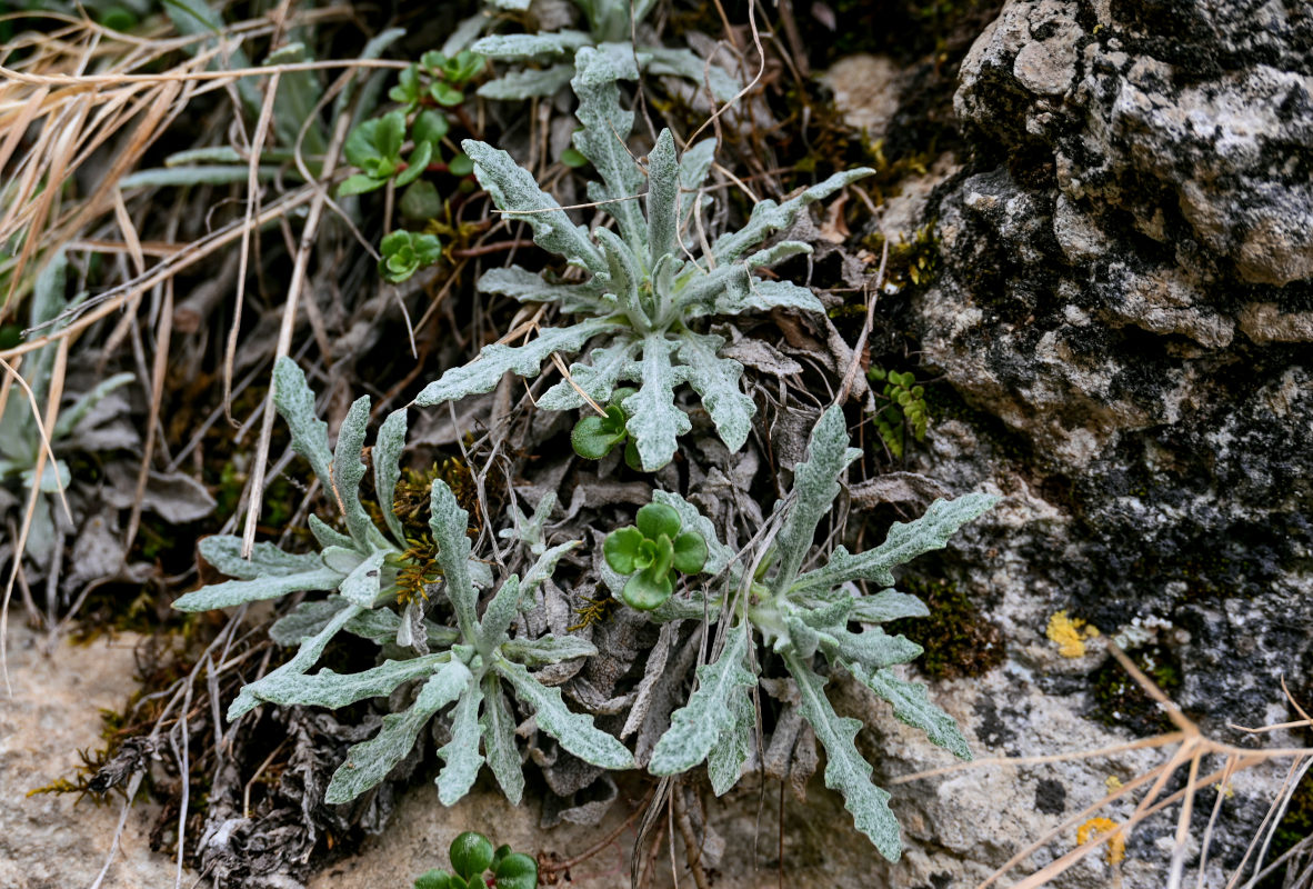 Изображение особи Salvia canescens.