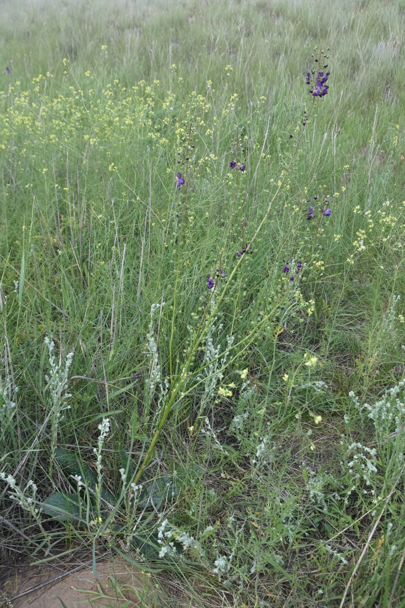 Image of Verbascum phoeniceum specimen.
