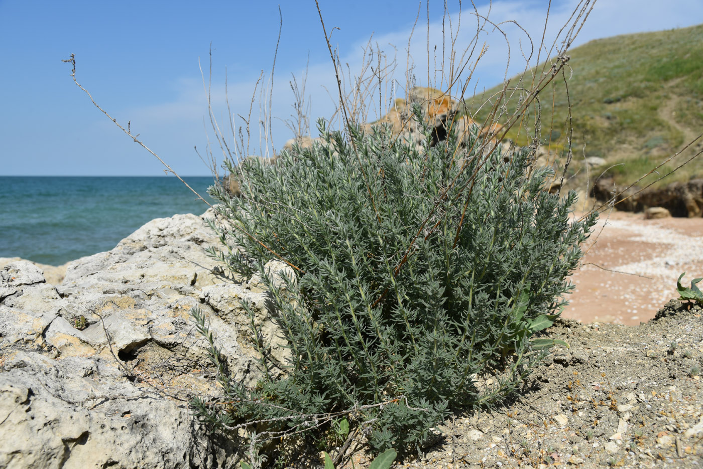 Image of Bassia prostrata specimen.