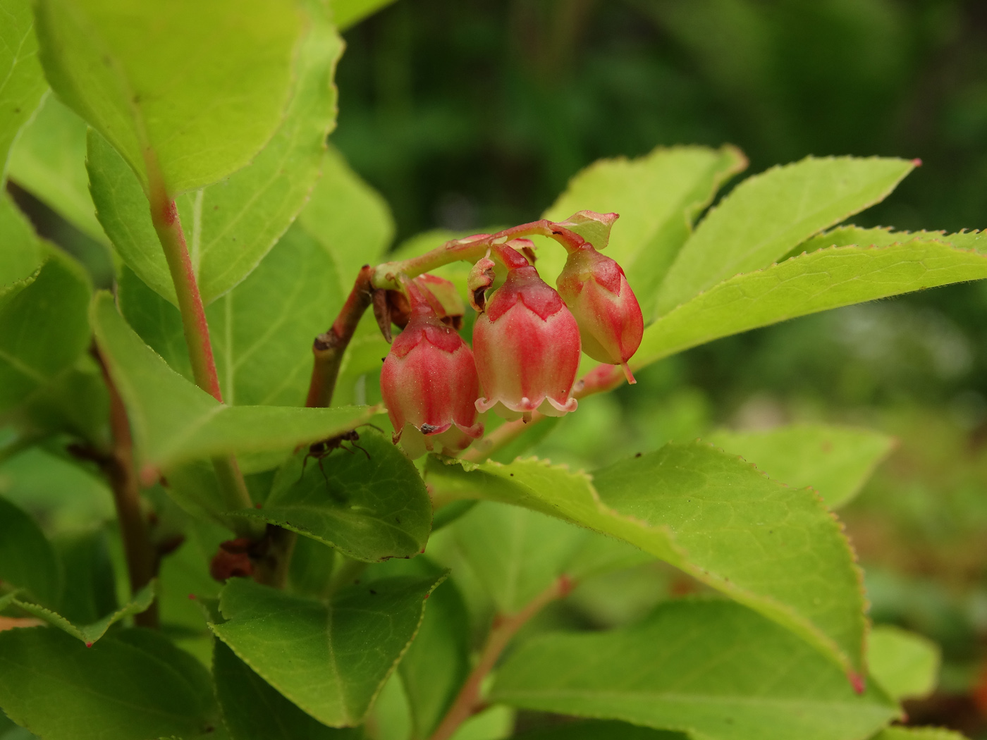 Image of Vaccinium smallii specimen.