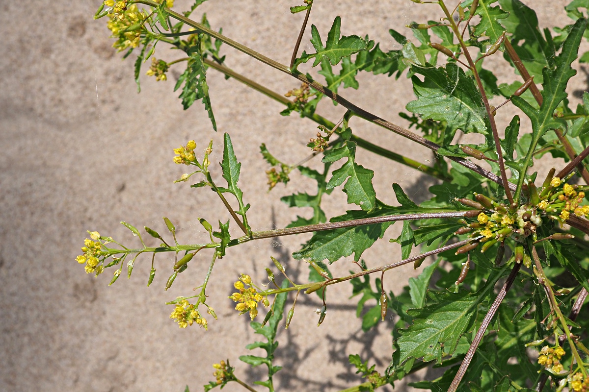 Изображение особи Rorippa palustris.