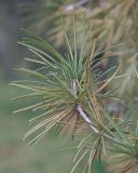Sciadopitys verticillata