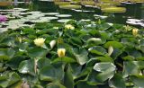 genus Nymphaea. Верхушки цветущих растений. ФРГ, земля Баден-Вюртемберг, г. Штутгарт, Wilhelma Zoologisch-Botanischer Garten. Июль.