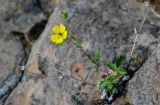 род Potentilla. Цветущее растение с мухой. Красноярский край, Таймырский Долгано-Ненецкий р-н, плато Путорана, водопад Китабо-Орон, каменистый склон. 26.07.2023.