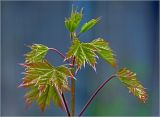 Acer platanoides. Верхушка молодого побега. Московская обл., Раменский р-н, окр. дер. Хрипань, садовый участок. 02.05.2024.