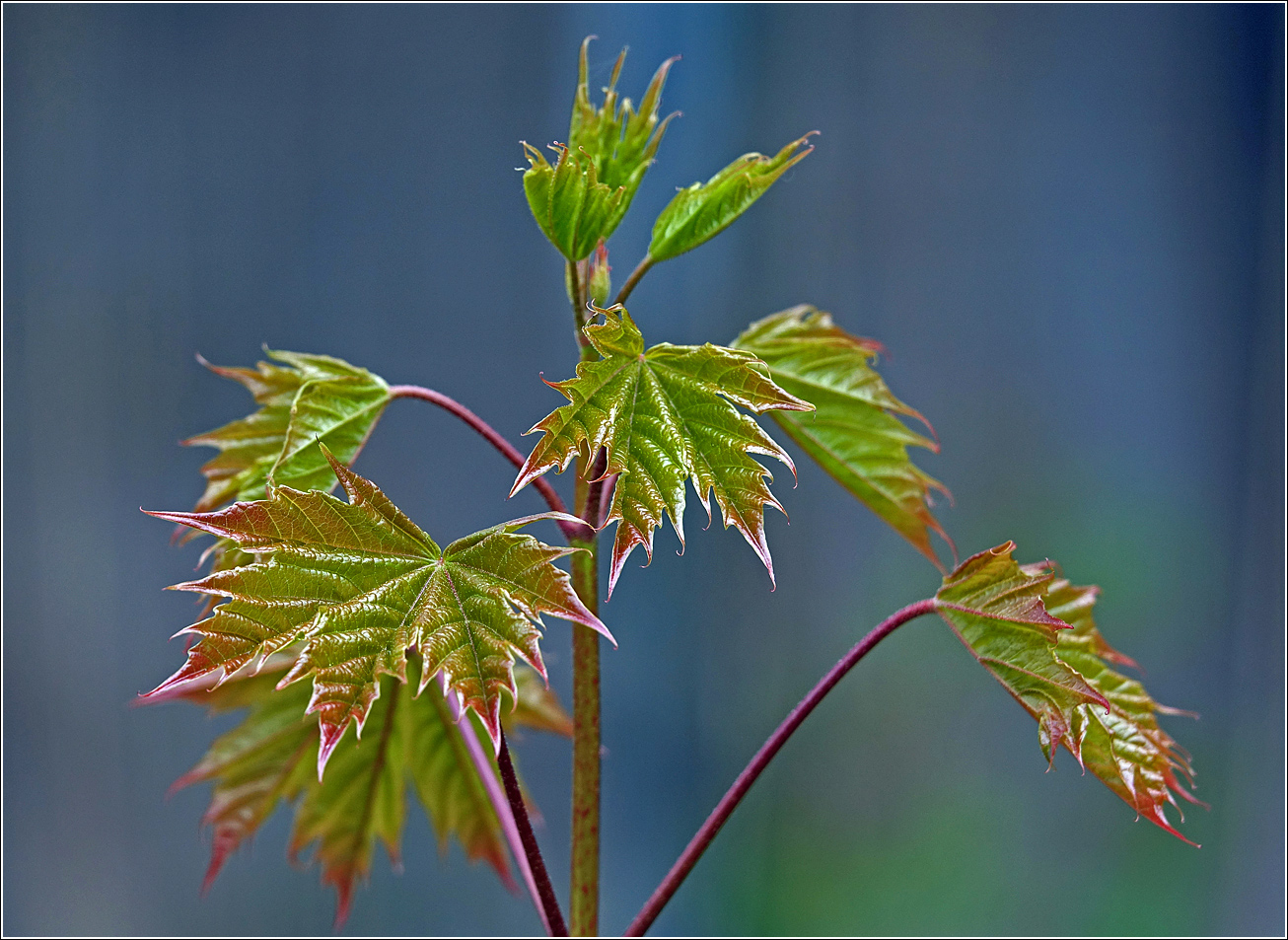 Изображение особи Acer platanoides.