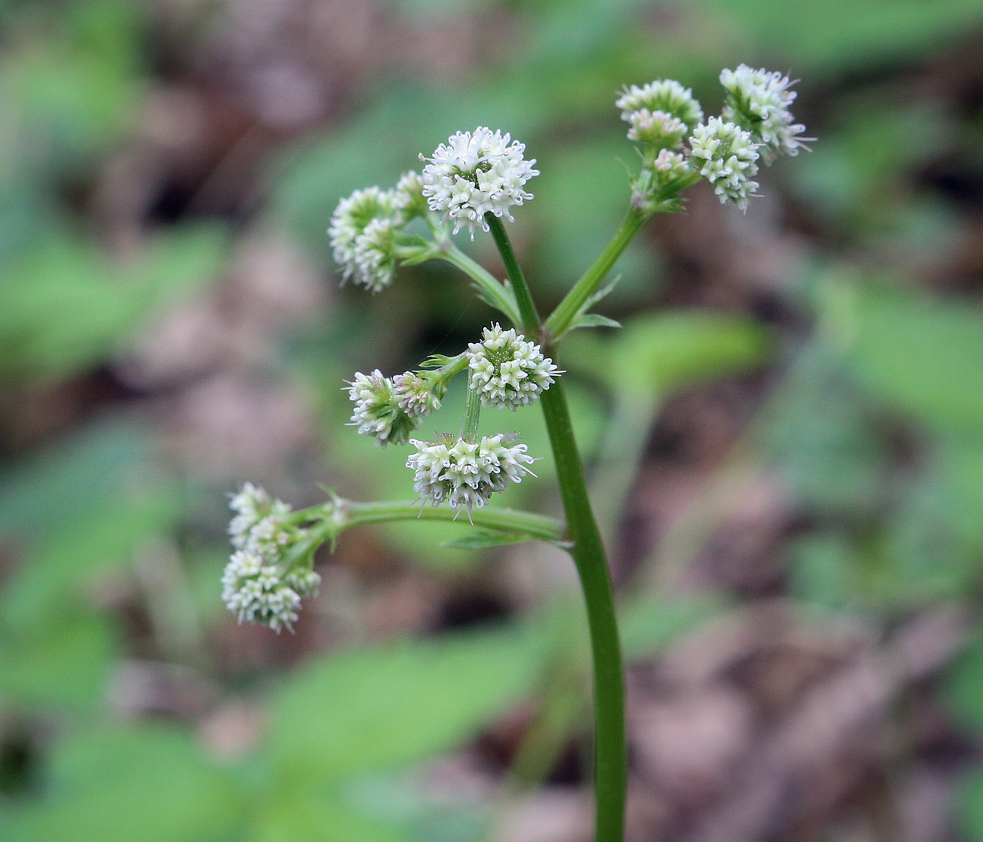 Image of Sanicula europaea specimen.
