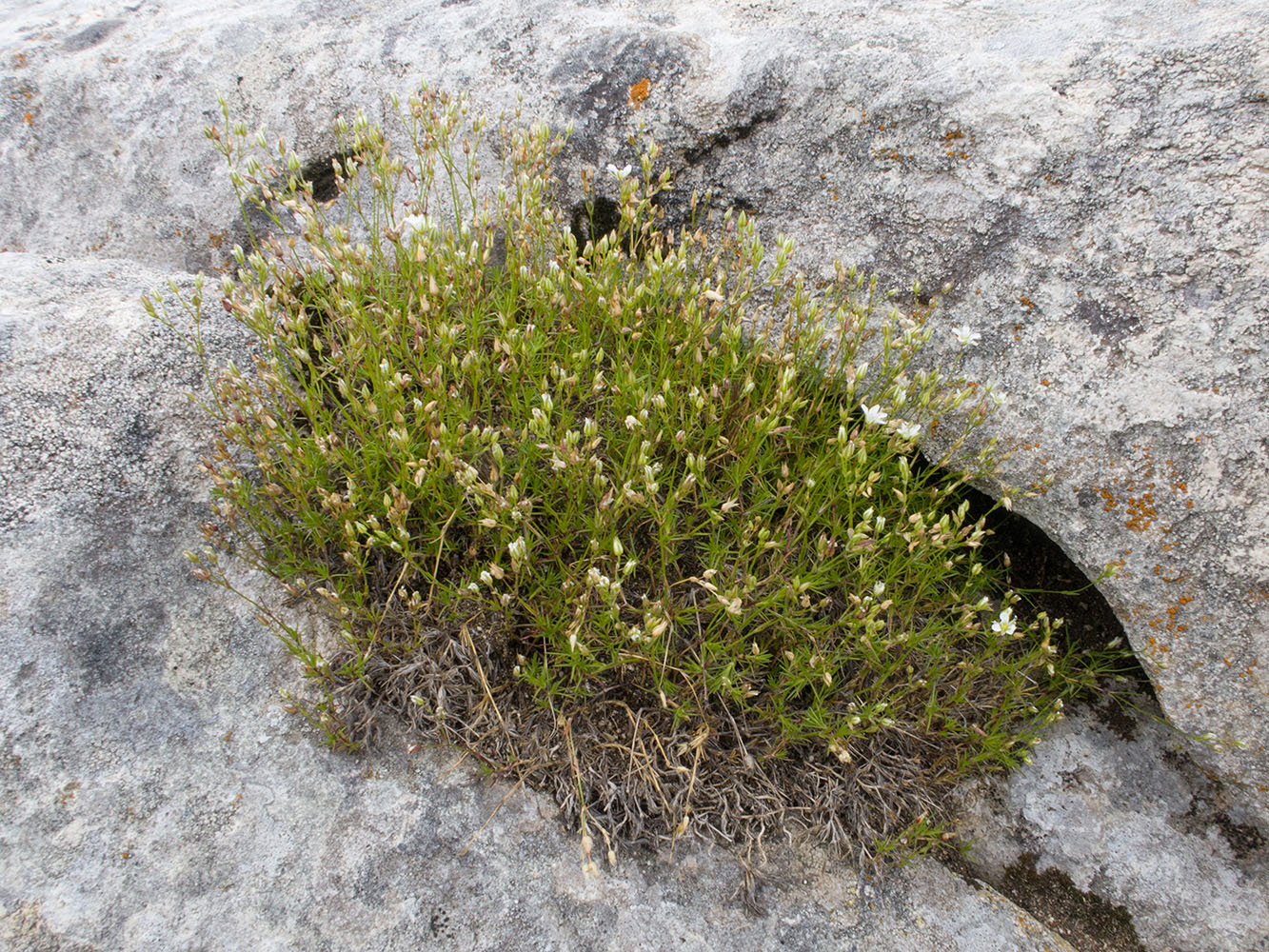 Image of Minuartia setacea specimen.