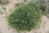 род Acanthophyllum