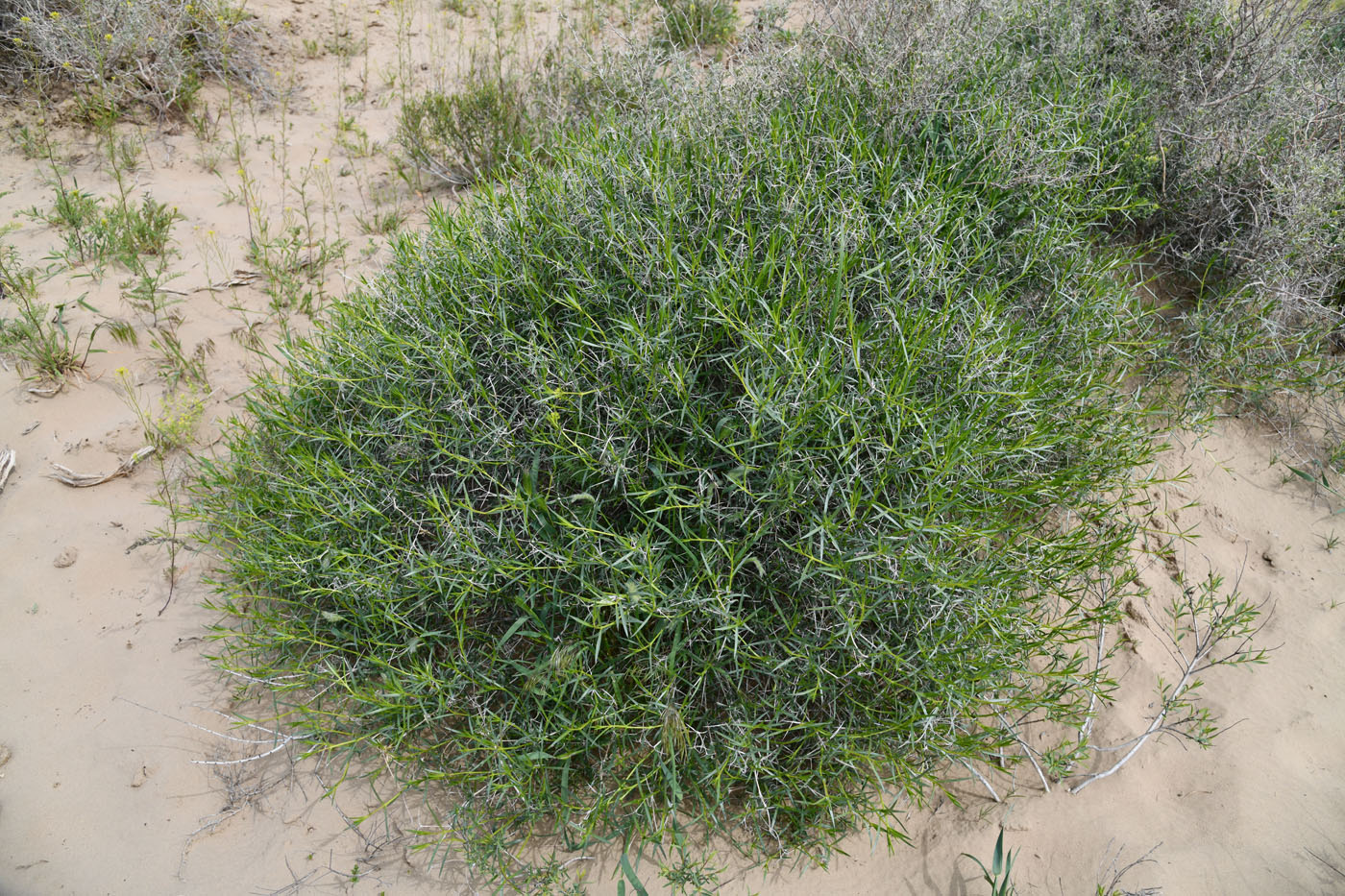 Изображение особи род Acanthophyllum.