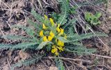 Astragalus henningii