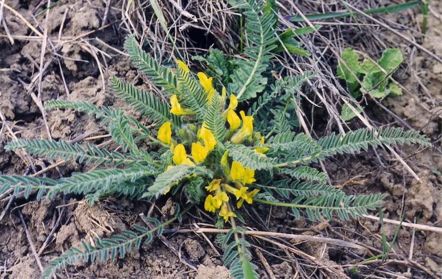 Image of Astragalus henningii specimen.